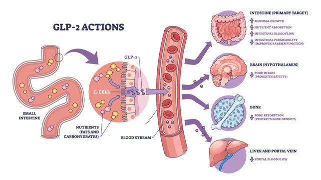 GLP-2 actions overview shows how intestinal L-cells release hormone to bloodstream affecting gut, brain, and bone, key objects, small intestine, blood vessel, organs. Outline diagram