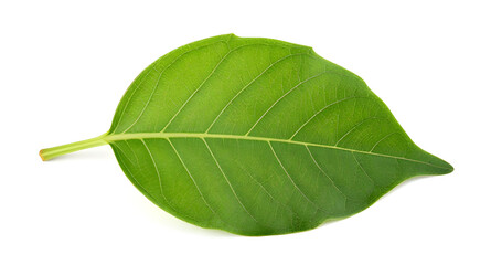 Obraz premium leaf, green, leaves, plant, nature, foliage, botanical, eco, ecology, environment, natural, fresh, freshness, organic, growth, spring, summer, garden, herb, tree, branch, stem, flora, floral, purity, 