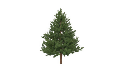 Fototapeta premium A lush evergreen tree with dense foliage standing upright and tall