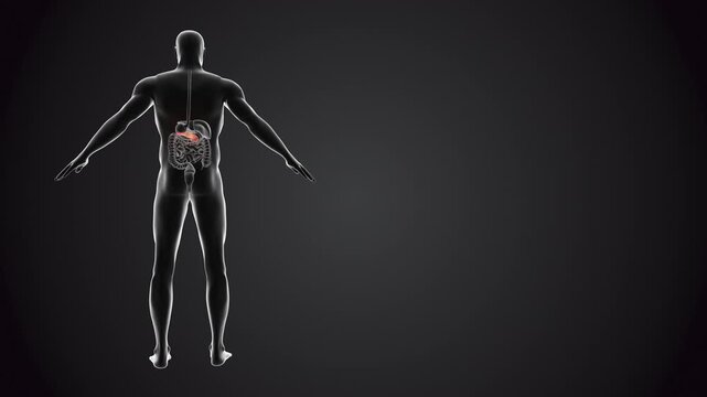 Human body with pancreas loopable