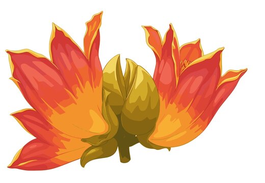 Stylized African Tulip Tree Flower (Spathodea campanulata), exotic tropical bloom. Design for botanical illustration, floral wallpaper, or luxury spa branding. JPEG version.