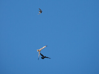 Fototapeta premium Schwarzmilan, Milvus migrans und Kolkrabe, Corvus corax und Rabenkrähe, Corvus corone