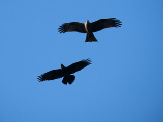 Fototapeta premium Schwarzmilan, Milvus migrans und Kolkrabe, Corvus corax