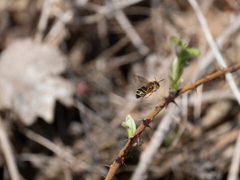 Gemeine Keilfleckschwebfliege (Eristalis pertinax)