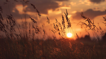 Fototapeta premium Golden sunset over quiet field.