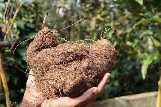 The elephant foot yam also known by the name suran is an edible tuber vegetable consumed mostly in rural parts held in the hand