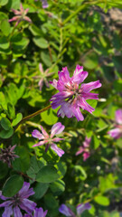 Obraz premium 美しいレンゲソウ