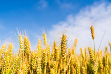 Obraz premium Wheat is growing in the field ,The wheat fields are under the blue sky and white clouds