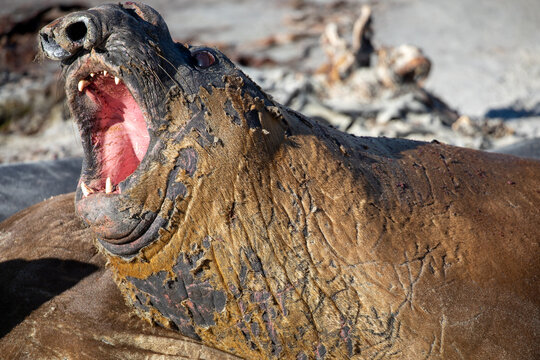 An Elephant seal fighting in the mid morning sunshine on Sea lion island, Falkland islands.