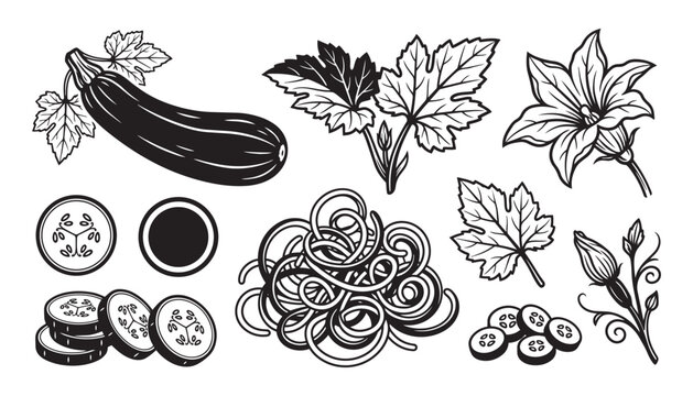 Vector illustration of zucchini, pasta, slices, leaves, flower, and buds on a transparent background