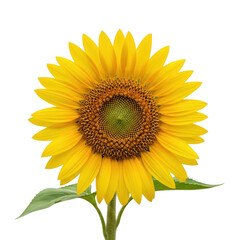 Obraz premium A vibrant sunflower with a bright yellow petal arrangement and a detailed brown center isolated on transparent background