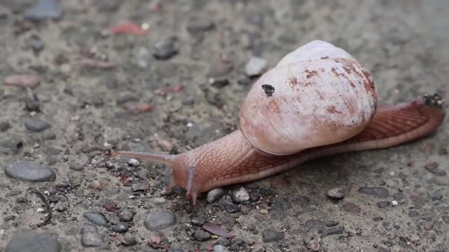 An artistic side-view of a snail, highlighting the intricate patterns and weathered texture of its shell against the rough, gray gravel.