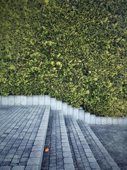 Żywopłot © jakubmilczuk