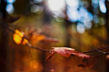 Jesień © jakubmilczuk