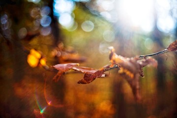 Liście © jakubmilczuk