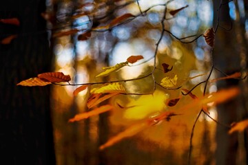 Jesień © jakubmilczuk