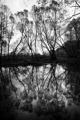 Drzewa © jakubmilczuk