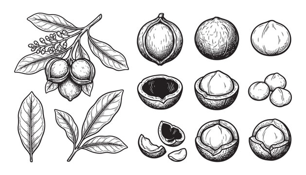 Macadamia nuts set illustration vector graphic isolated on transparent background raw kernel and shell elements