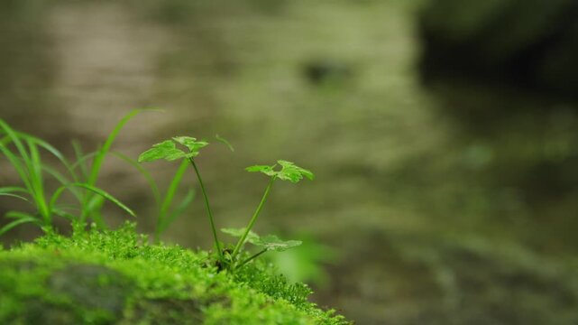 新緑の達沢不動滝