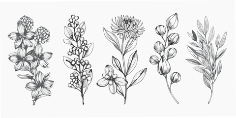 Detailed botanical illustration featuring various wildflowers and foliage © Sujal