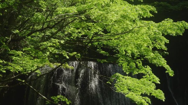 新緑の達沢不動滝