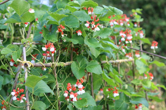 Runner beans growing in a vegetable garden