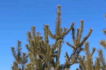 Naklejka premium pine tree branches