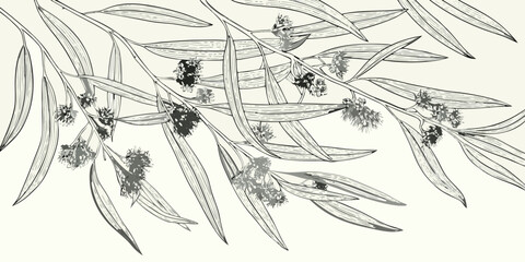 Vintage botanical illustration of eucalyptus branches and delicate blossoms © Dipa