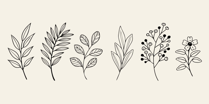 Botanical illustration featuring delicate line drawn branches and floral elements