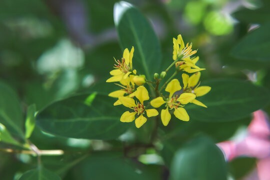 Beautiful Gold Shower (Galphimia gracilis) yellow flowers