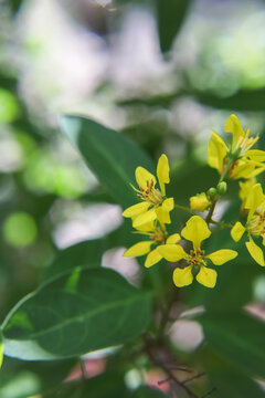 Beautiful Gold Shower (Galphimia gracilis) yellow flowers