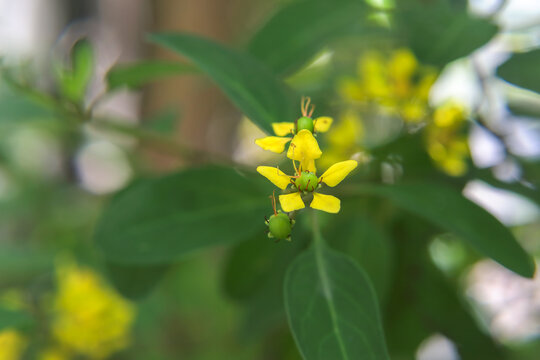 Beautiful Gold Shower (Galphimia gracilis) yellow flowers