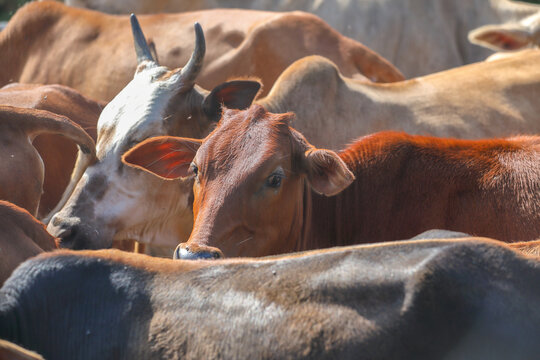 Close up portrait of Cows.