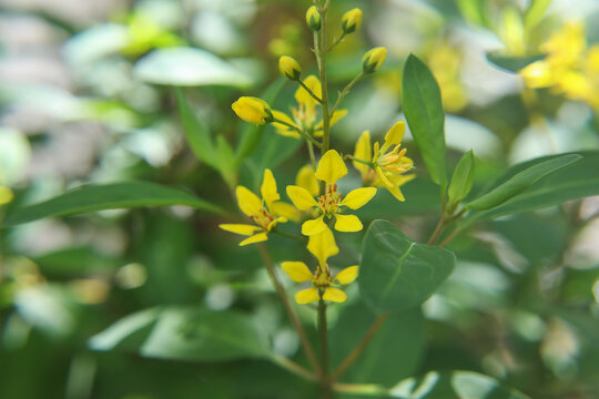 Beautiful Gold Shower (Galphimia gracilis) yellow flowers