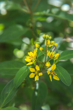Beautiful Gold Shower (Galphimia gracilis) yellow flowers