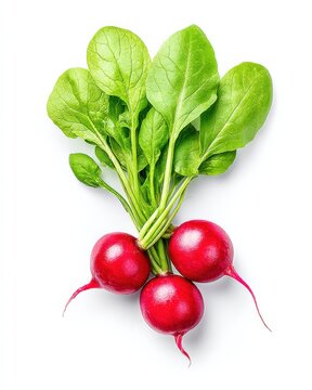 Fresh Radishes with Vibrant Green Leaves Isolated on White Background, Healthy Eating Concept, Copy Space