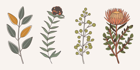 Botanical illustration featuring protea eucalyptus and other flowering stems © Hemlata
