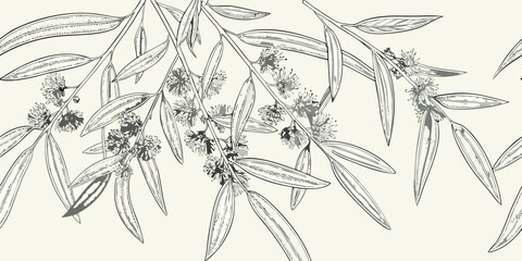 Detailed botanical illustration of eucalyptus leaves and delicate white flowers © NaderAli
