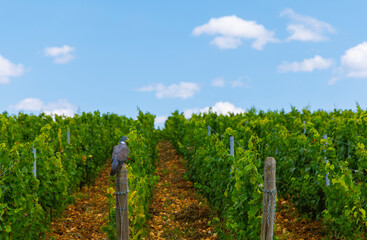 Naklejka premium A vineyard on a rolling hillside over a blue sky