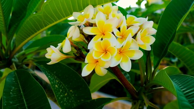 Plumeria flowers bloom beautifully. Selective focus.