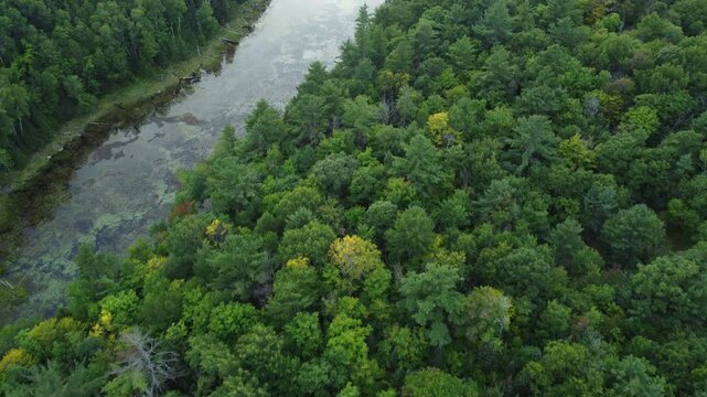 Aerial over crown land wilderness in Tory Hill, Halliburton Highlands East, Ontario, Canada. Flying slow over an evergreen forest and a long narrow inlet near Buckskin Lake.