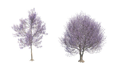 Paulownia tomentosa alpha channel png tree set © stanslavov