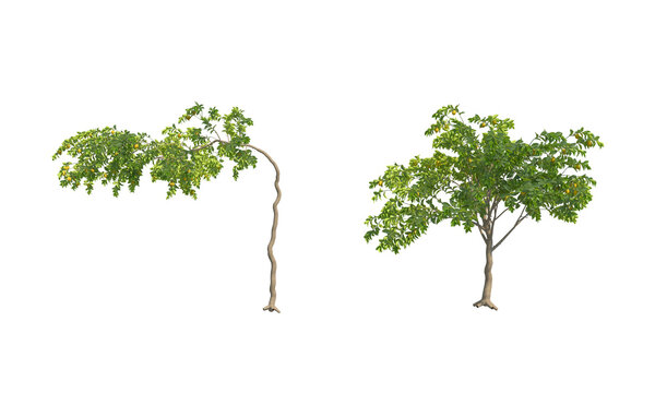 Citrus limon alpha channel png tree set