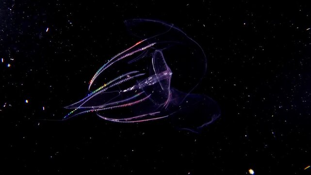 Bioluminescent comb jelly gracefully drifts in deep dark ocean water with tiny particles floating