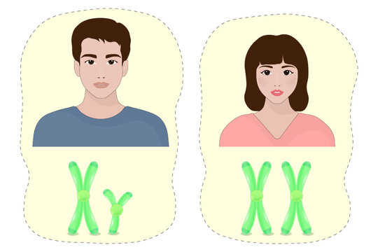 Sex chromosome. Chromosome X and Y. Male and Female. Biological study. 