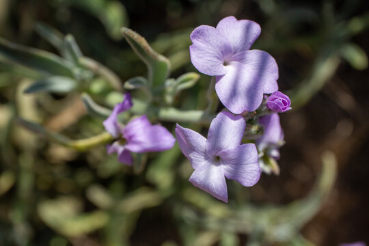 Matthiola sinuata flowers - Sea stock