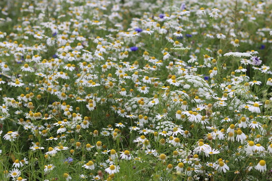 Scentless mayweed in a wild flower meadow