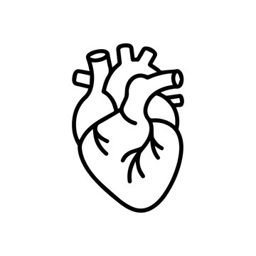 anatomical heart line icon, outline vector image
Vector line icon on a white background
Health, anatomy