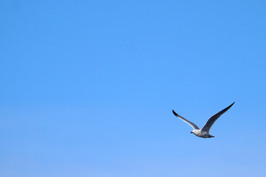 Seagull Flying in Blue Sky with Copy Space, Freedom Concept