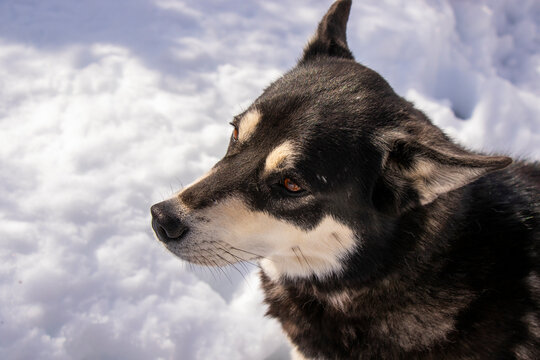 husky dog portrait